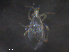  ( - BIOUG27458-G07)  @11 [ ] CreativeCommons - Attribution (2019) CBG Photography Group Centre for Biodiversity Genomics