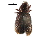 (Hylastini - BIOUG20672-G10)  @15 [ ] CreativeCommons - Attribution (2015) CBG Photography Group Centre for Biodiversity Genomics