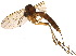  (Phronia prolongata - BIOUG21868-H06)  @14 [ ] CreativeCommons - Attribution (2015) CBG Photography Group Centre for Biodiversity Genomics