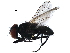  ( - BIOUG12064-C12)  @14 [ ] CreativeCommons - Attribution (2017) CBG Photography Group Centre for Biodiversity Genomics