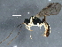  (Orthomiscus - BIOUG12064-G08)  @13 [ ] CreativeCommons - Attribution (2015) CBG Photography Group Centre for Biodiversity Genomics
