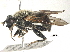  ( - BIOUG19923-A03)  @14 [ ] CreativeCommons - Attribution (2016) CBG Photography Group Centre for Biodiversity Genomics