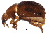  (Anogdus - BIOUG19927-H11)  @15 [ ] CreativeCommons - Attribution (2015) CBG Photography Group Centre for Biodiversity Genomics