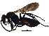  (Ammosphex michiganensis - BIOUG20131-B01)  @13 [ ] CreativeCommons - Attribution (2015) CBG Photography Group Centre for Biodiversity Genomics