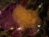  ( - 125553.1)  @11 [ ] by-nc-sa (2032) M. Malaquias University of Bergen, Natural History Collections