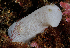  ( - 125591.1)  @11 [ ] by-nc-sa (2025) M. Malaquias University of Bergen, Natural History Collections