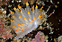  ( - 125597.1)  @11 [ ] CreativeCommons - Attribution Non-Commercial Share-Alike (2019) M. Malaquias University of Bergen, Natural History Collections