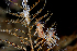  ( - 125606.1)  @11 [ ] CreativeCommons - Attribution Non-Commercial Share-Alike (2018) M. Malaquias University of Bergen, Natural History Collections