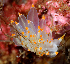  ( - 125616.1)  @11 [ ] CreativeCommons - Attribution Non-Commercial Share-Alike (2018) M. Malaquias University of Bergen, Natural History Collections