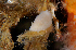  ( - 125632.1)  @11 [ ] by-nc-sa (2023) M. Malaquias University of Bergen, Natural History Collections