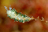  ( - 125638.1)  @11 [ ] CreativeCommons - Attribution Non-Commercial Share-Alike (2018) M. Malaquias University of Bergen, Natural History Collections