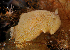  ( - 125644.1)  @11 [ ] by-nc-sa (2021) M. Malaquias University of Bergen, Natural History Collections