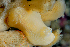  ( - 125651.1)  @11 [ ] by-nc-sa (2022) M. Malaquias University of Bergen, Natural History Collections