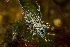  ( - 125672.1)  @11 [ ] CreativeCommons - Attribution Non-Commercial Share-Alike (2018) M. Malaquias University of Bergen, Natural History Collections
