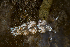  ( - 125720.1)  @11 [ ] CreativeCommons - Attribution Non-Commercial Share-Alike (2018) M. Malaquias University of Bergen, Natural History Collections