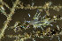  ( - 125731.1)  @11 [ ] CreativeCommons - Attribution Non-Commercial Share-Alike (2018) M. Malaquias University of Bergen, Natural History Collections