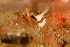  ( - 125847.1)  @11 [ ] CreativeCommons - Attribution Non-Commercial Share-Alike (2018) M. Malaquias University of Bergen, Natural History Collections