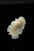  ( - 125903.1)  @11 [ ] CreativeCommons - Attribution Non-Commercial Share-Alike (2018) M. Malaquias University of Bergen, Natural History Collections