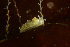  ( - 125920.1)  @11 [ ] CreativeCommons - Attribution Non-Commercial Share-Alike (2018) M. Malaquias University of Bergen, Natural History Collections