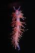  ( - 125926.1)  @11 [ ] CreativeCommons - Attribution Non-Commercial Share-Alike (2018) M. Malaquias University of Bergen, Natural History Collections