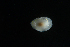  ( - 125929.1)  @11 [ ] CreativeCommons - Attribution Non-Commercial Share-Alike (2018) M. Malaquias University of Bergen, Natural History Collections