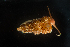  ( - 125933.1)  @11 [ ] CreativeCommons - Attribution Non-Commercial Share-Alike (2018) M. Malaquias University of Bergen, Natural History Collections