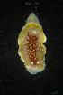  ( - 125935.1)  @11 [ ] CreativeCommons - Attribution Non-Commercial Share-Alike (2018) M. Malaquias University of Bergen, Natural History Collections