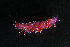  ( - 125937.1)  @11 [ ] CreativeCommons - Attribution Non-Commercial Share-Alike (2018) M. Malaquias University of Bergen, Natural History Collections