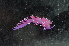  ( - 125950.1)  @11 [ ] CreativeCommons - Attribution Non-Commercial Share-Alike (2018) M. Malaquias University of Bergen, Natural History Collections