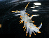  ( - 126004.1)  @11 [ ] CreativeCommons - Attribution Non-Commercial Share-Alike (2018) M. Malaquias University of Bergen, Natural History Collections