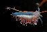  ( - 126038.1)  @11 [ ] CreativeCommons - Attribution Non-Commercial Share-Alike (2018) M. Malaquias University of Bergen, Natural History Collections