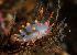  ( - 126040.1)  @11 [ ] CreativeCommons - Attribution Non-Commercial Share-Alike (2018) M. Malaquias University of Bergen, Natural History Collections
