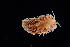  ( - 127545.1)  @11 [ ] CreativeCommons - Attribution Non-Commercial Share-Alike (2019) M. Malaquias University of Bergen, Natural History Collections
