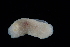  ( - 127552.1)  @11 [ ] CreativeCommons - Attribution Non-Commercial Share-Alike (2019) M. Malaquias University of Bergen, Natural History Collections