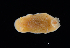  ( - 127553.1)  @11 [ ] by-nc-sa (2029) M. Malaquias University of Bergen, Natural History Collections