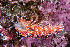  ( - 127565.1)  @11 [ ] CreativeCommons - Attribution Non-Commercial Share-Alike (2019) M. Malaquias University of Bergen, Natural History Collections