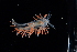  ( - 127566.1)  @11 [ ] CreativeCommons - Attribution Non-Commercial Share-Alike (2020) M. Malaquias University of Bergen, Natural History Collections