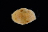  ( - 127567.1)  @11 [ ] by-nc-sa (2030) M. Malaquias University of Bergen, Natural History Collections
