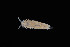  ( - 127576.1)  @11 [ ] CreativeCommons - Attribution Non-Commercial Share-Alike (2019) M. Malaquias University of Bergen, Natural History Collections