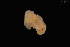  ( - 127593.1)  @11 [ ] by-nc-sa (2037) M. Malaquias University of Bergen, Natural History Collections