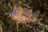  ( - 127645.1)  @11 [ ] CreativeCommons - Attribution Non-Commercial Share-Alike (2019) M. Malaquias University of Bergen, Natural History Collections