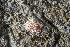  ( - 127648.1)  @11 [ ] CreativeCommons - Attribution Non-Commercial Share-Alike (2019) M. Malaquias University of Bergen, Natural History Collections