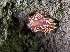  ( - 127649.1)  @11 [ ] CreativeCommons - Attribution Non-Commercial Share-Alike (2019) M. Malaquias University of Bergen, Natural History Collections