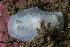  ( - 127652.1)  @11 [ ] CreativeCommons - Attribution Non-Commercial Share-Alike (2019) M. Malaquias University of Bergen, Natural History Collections
