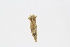  ( - 127699.1)  @11 [ ] CreativeCommons - Attribution Non-Commercial Share-Alike (2019) M. Malaquias University of Bergen, Natural History Collections