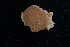  ( - 127710.1)  @11 [ ] by-nc-sa (2020) M. Malaquias University of Bergen, Natural History Collections