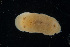  ( - 127712.1)  @11 [ ] by-nc-sa (2027) M. Malaquias University of Bergen, Natural History Collections