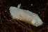  ( - 127730.1)  @11 [ ] by-nc-sa (2026) M. Malaquias University of Bergen, Natural History Collections