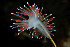  ( - 127744.1)  @11 [ ] CreativeCommons - Attribution Non-Commercial Share-Alike (2019) M. Malaquias University of Bergen, Natural History Collections