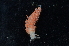  ( - 130691.1)  @11 [ ] CreativeCommons - Attribution Non-Commercial Share-Alike (2018) M. Malaquias University of Bergen, Natural History Collections